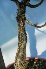 PINUS SILVESTRIS - Image 6