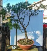 PINUS SILVESTRIS - Image 7