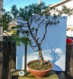 PINUS SILVESTRIS - Image 8