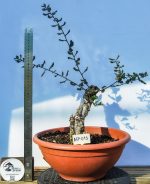 QUERCUS SUBER MOYOGUII PEQUENO