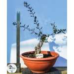 🌳 Quercus suber — Yamadori Espanhol em Formação | AFP:015 - Image 2