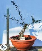 QUERCUS SUBER MOYOGUII PEQUENO - Image 3