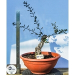 🌳 Quercus suber — Yamadori Espanhol em Formação | AFP:015 - Image 3