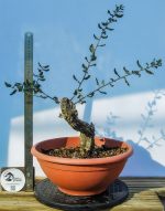 QUERCUS SUBER MOYOGUII PEQUENO - Image 4