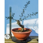 🌳 Quercus suber — Yamadori Espanhol em Formação | AFP:015 - Image 4