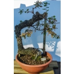 🌳 Quercus faginea — Yamadori Espanhol em Formação | AFP:016 - Image 2