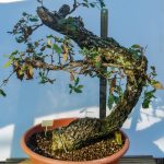 QUERCUS FAGINEA GRANDE