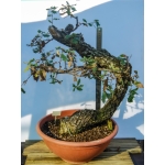 🌳 Quercus faginea — Yamadori Espanhol em Formação | AFP:016