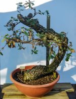 QUERCUS FAGINEA GRANDE - Image 4