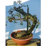 🌳 Quercus faginea — Yamadori Espanhol em Formação | AFP:016 - Image 4