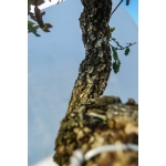 🌳 Quercus faginea — Yamadori Espanhol em Formação | AFP:016 - Image 5