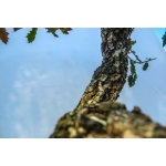🌳 Quercus faginea — Yamadori Espanhol em Formação | AFP:016 - Image 6