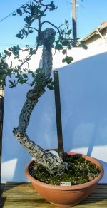 QUERCUS SUBER LITERATI GRANDE - Image 2