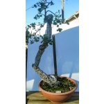 🌳 AFP:017 — Quercus suber — Literati | Yamadori Espanhol - Image 2