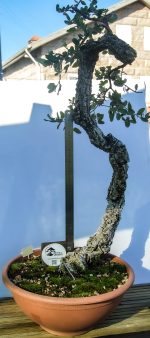 QUERCUS SUBER LITERATI GRANDE - Image 3