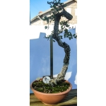 🌳 AFP:017 — Quercus suber — Literati | Yamadori Espanhol - Image 3