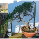 🌲 Juniperus sabina — Duplo Tronco | Yamadori de Espanha--SAB:003 - Image 2