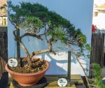 JUNIPERUS SABINA DUPLO TRONCO