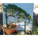 🌲 Juniperus sabina — Duplo Tronco | Yamadori de Espanha--SAB:003