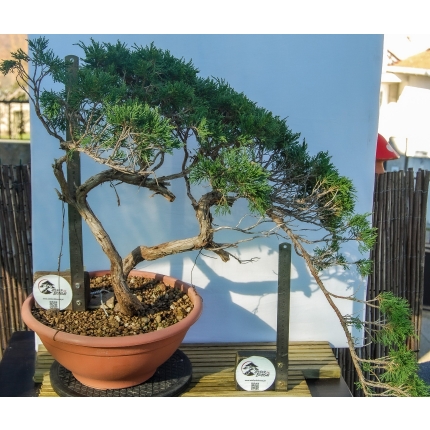 🌲 Juniperus sabina — Duplo Tronco | Yamadori de Espanha--SAB:003