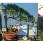 🌲 Juniperus sabina — Duplo Tronco | Yamadori de Espanha--SAB:003 - Image 4