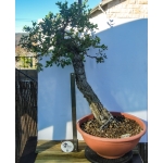 QUERCUS SUBER LITERATI - Image 2