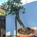 QUERCUS SUBER LITERATI