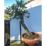 QUERCUS SUBER LITERATI