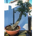 QUERCUS SUBER LITERATI - Image 4