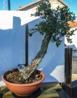 QUERCUS SUBER LITERATI - Image 5