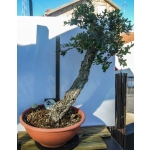 QUERCUS SUBER LITERATI - Image 5