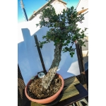 QUERCUS SUBER LITERATI - Image 6