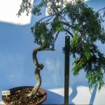 JUNIPERUS SABINA ESTILO LITERATI