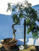 JUNIPERUS SABINA ESTILO LITERATI