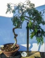 JUNIPERUS SABINA ESTILO LITERATI - Image 3