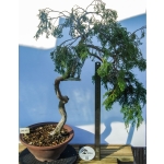 🌲 Juniperus sabina — Literati (Bunjin-gi) --SAB:004 - Image 3