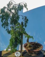 JUNIPERUS SABINA ESTILO LITERATI - Image 4