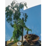 🌲 Juniperus sabina — Literati (Bunjin-gi) --SAB:004 - Image 4