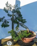 JUNIPERUS SABINA - Image 2