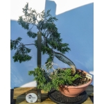 🌲 Juniperus sabina — Yamadori Espanhol | SAB:008 - Image 2