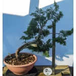 🌲 Juniperus sabina — Yamadori Espanhol | SAB:008