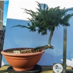 🌲 Juniperus sabina — Yamadori Espanhol | SAB:007 - Image 2