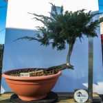 JUNIPERUS SABINA EXCELENTE