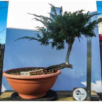 🌲 Juniperus sabina — Yamadori Espanhol | SAB:007
