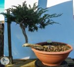 JUNIPERUS SABINA EXCELENTE - Image 4