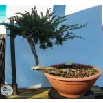 🌲 Juniperus sabina — Yamadori Espanhol | SAB:007 - Image 4