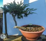 JUNIPERUS SABINA EXCELENTE - Image 5