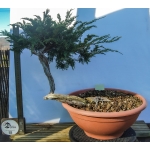 🌲 Juniperus sabina — Yamadori Espanhol | SAB:007 - Image 5