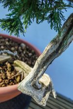 JUNIPERUS SABINA EXCELENTE - Image 6