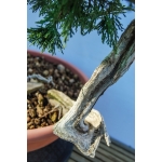 🌲 Juniperus sabina — Yamadori Espanhol | SAB:007 - Image 6